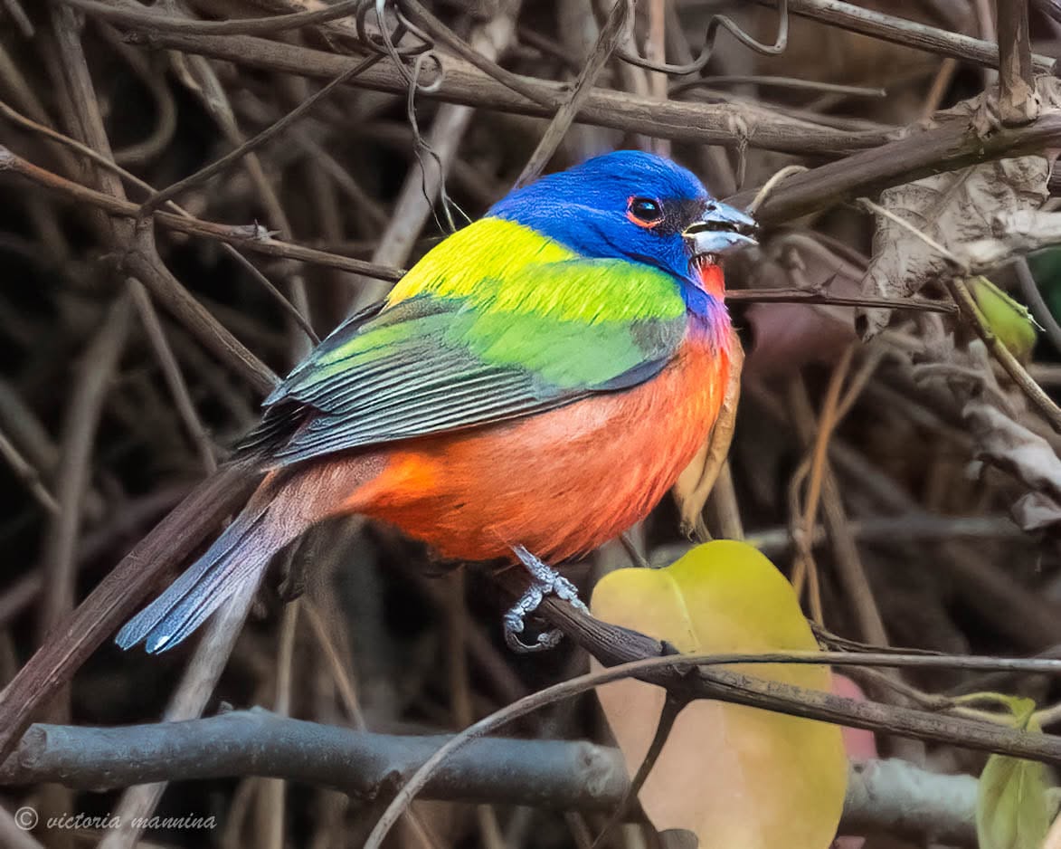 Painted bunting perched on a vine branch near a leaf