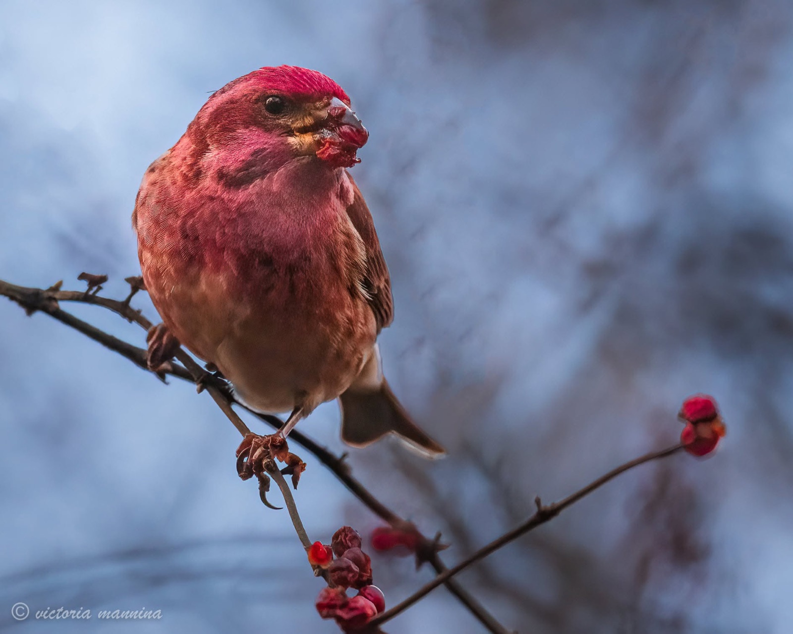 Male purple finch eating red berries on branch