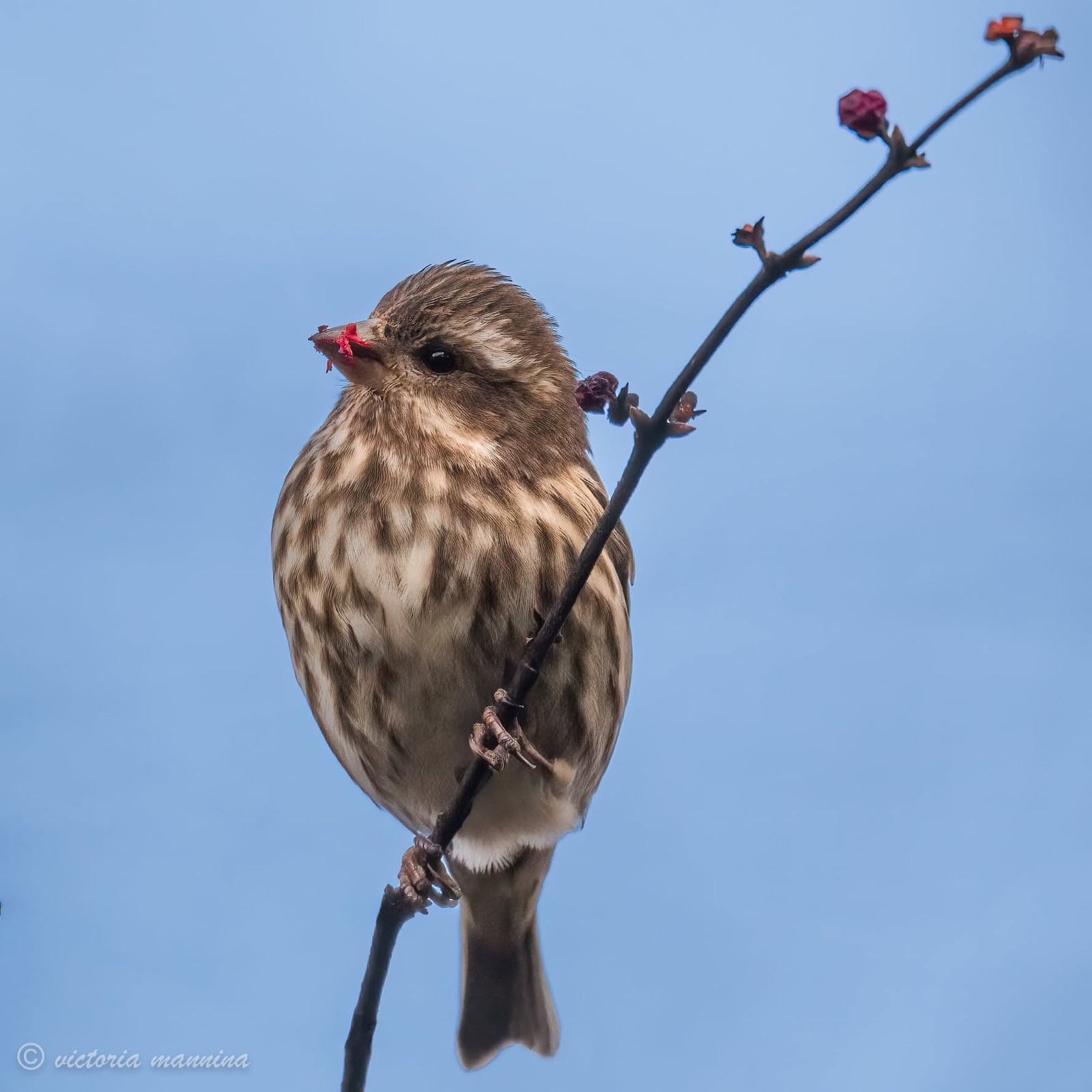 Female purple finch perched on flowering branch