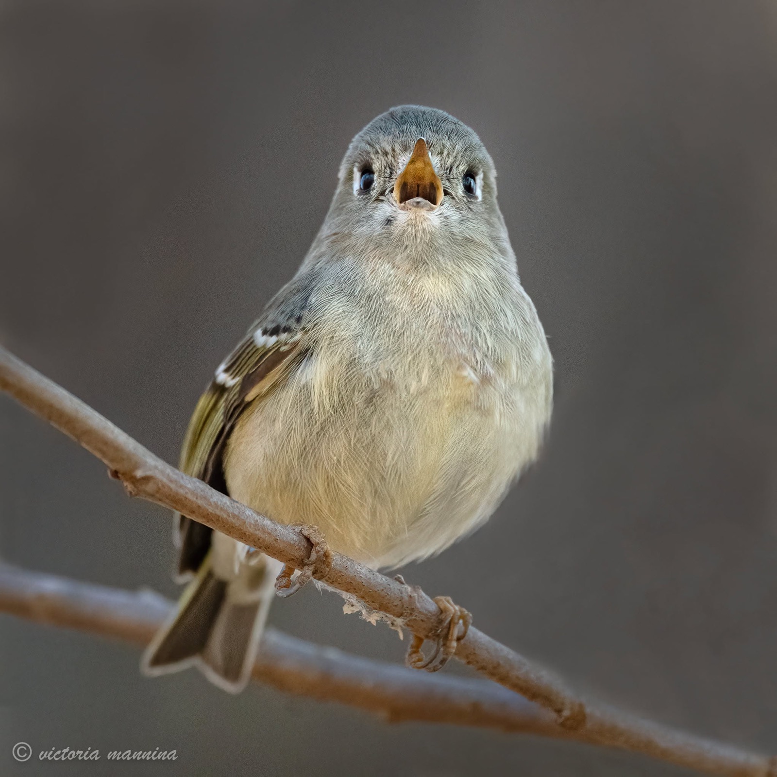 Small fluffy songbird perched on a twig, looking up