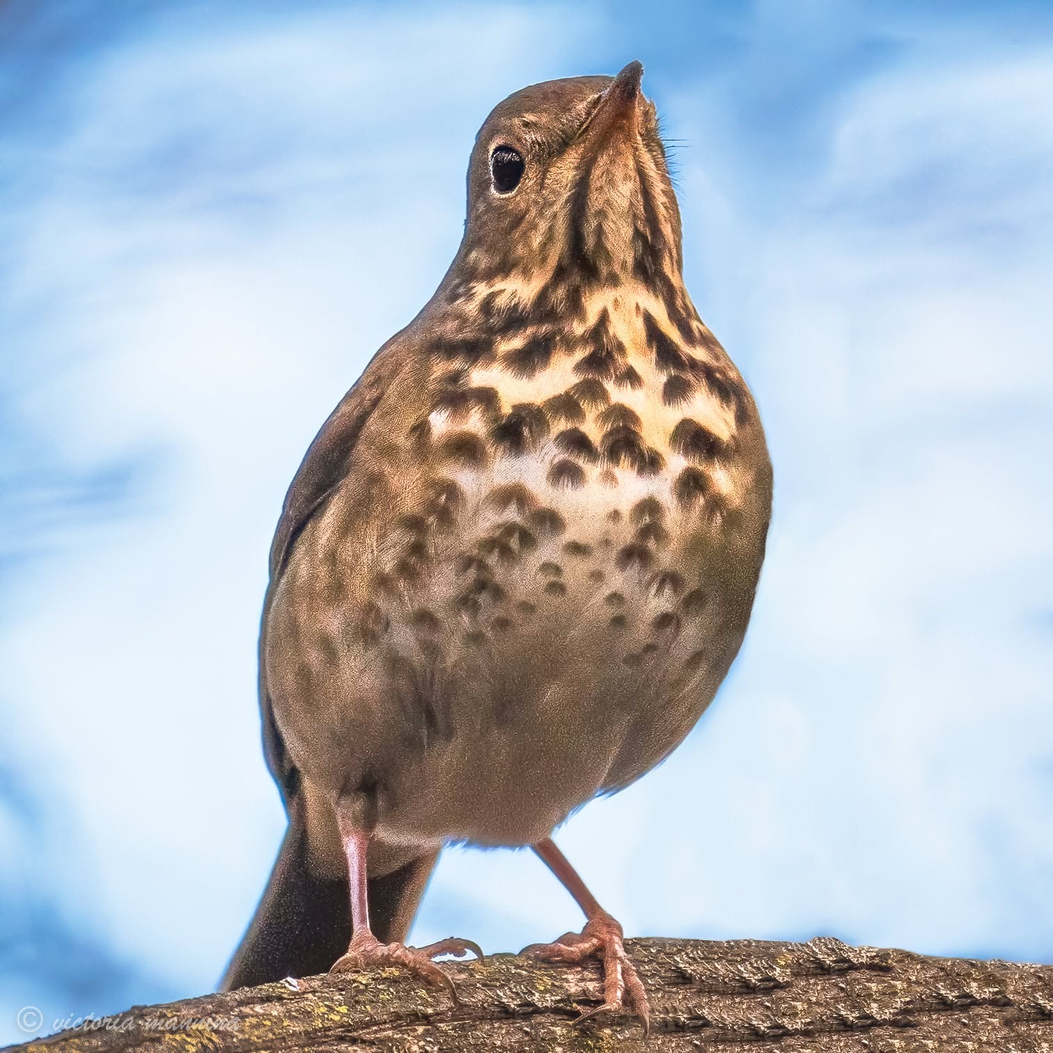 Speckled-breasted thrush perched on a branch, blue sky