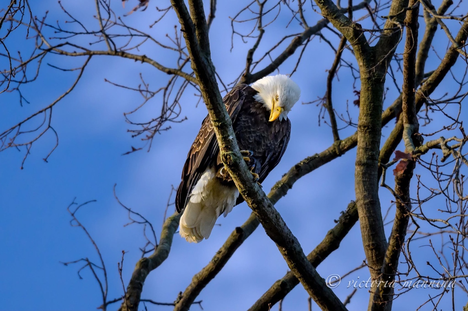 Bald eagle perched in bare branches, looking downward