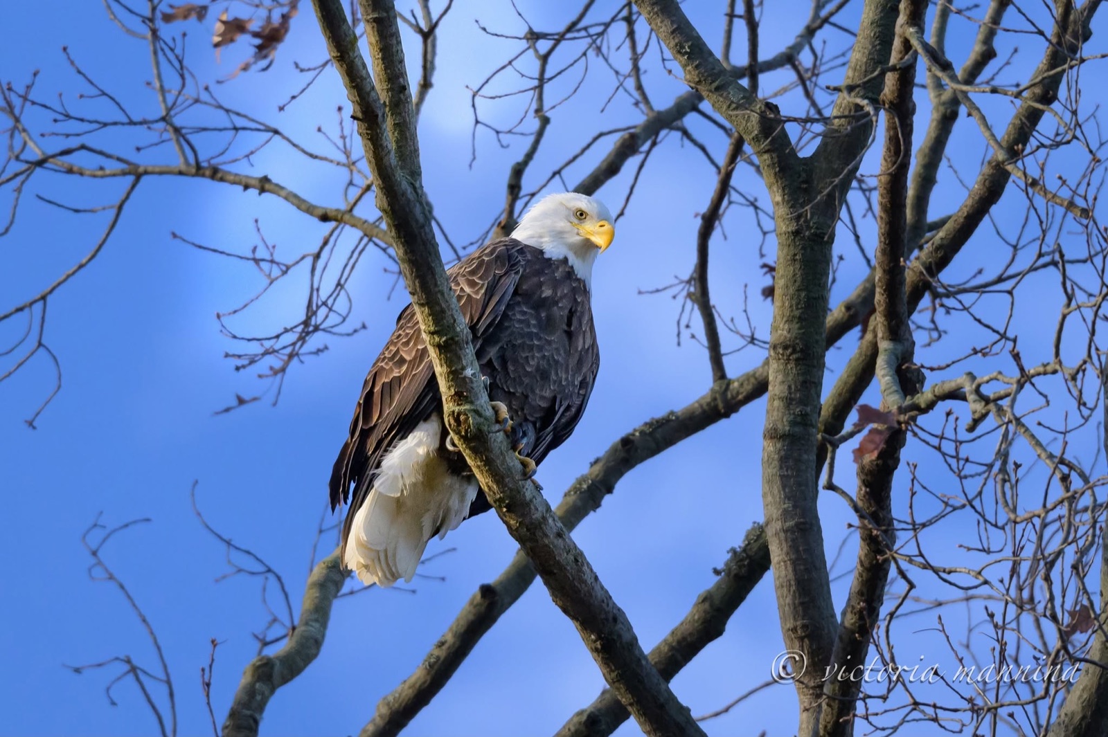 Bald eagle perched in a tree, looking to the side