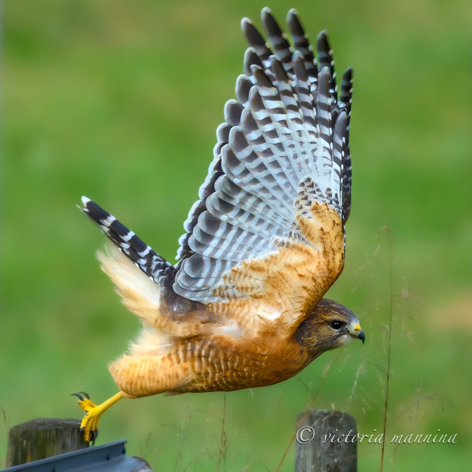 red-shouldered hawk banking in flight over green field