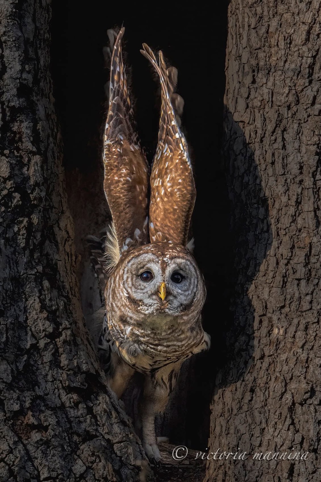 Barred owl launching with wings raised in tree cavity
