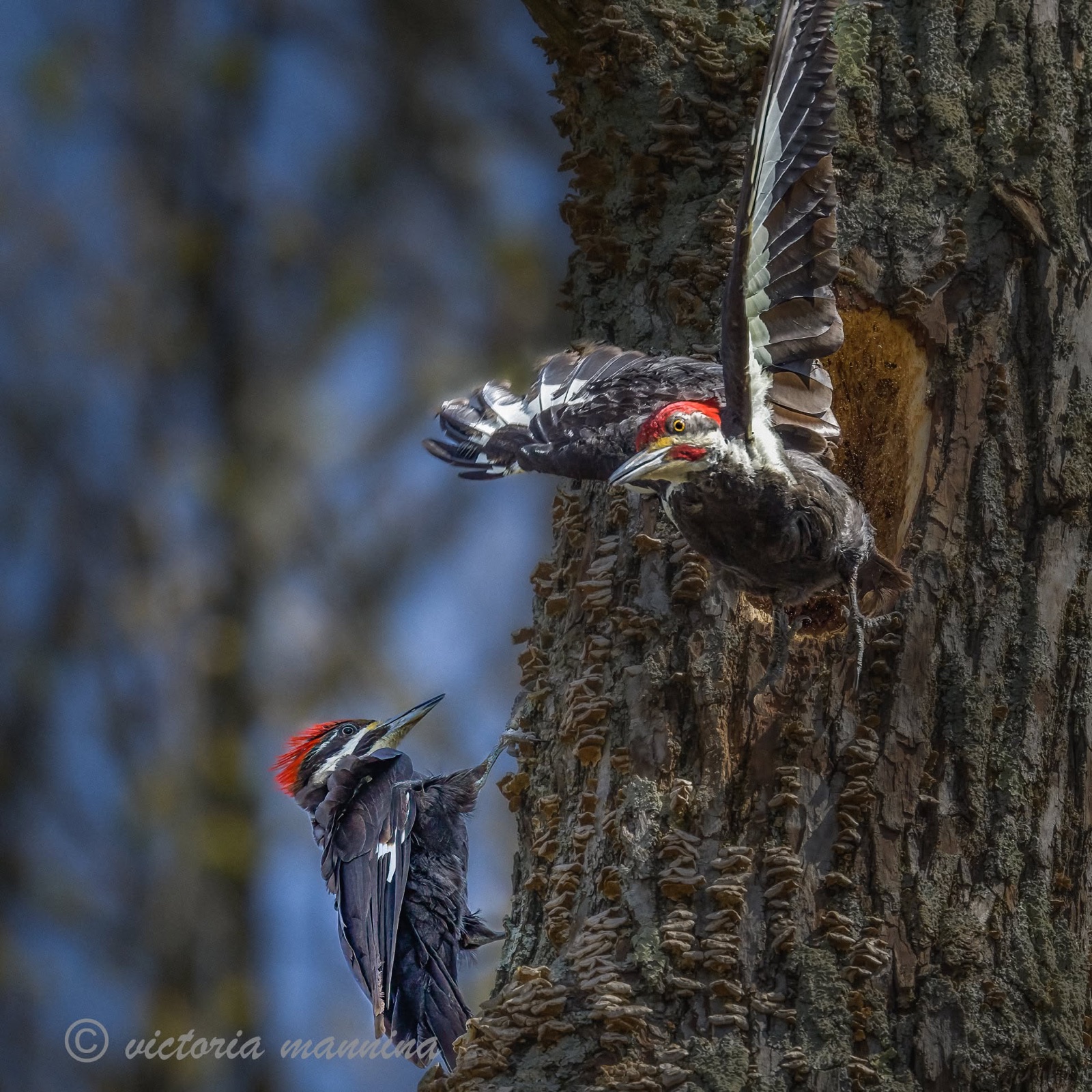 Two pileated woodpeckers at a tree cavity nest