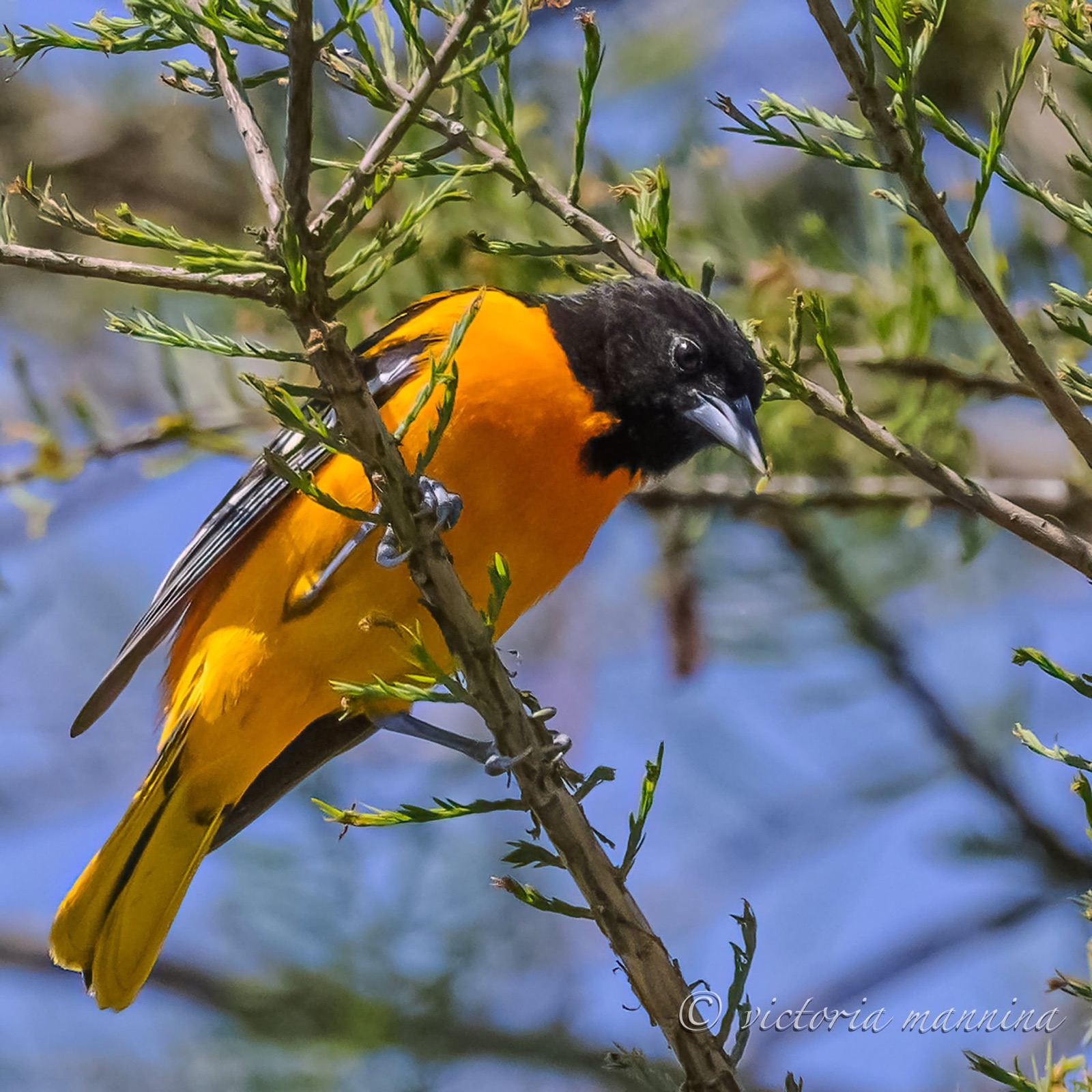 Baltimore oriole perched among green branches