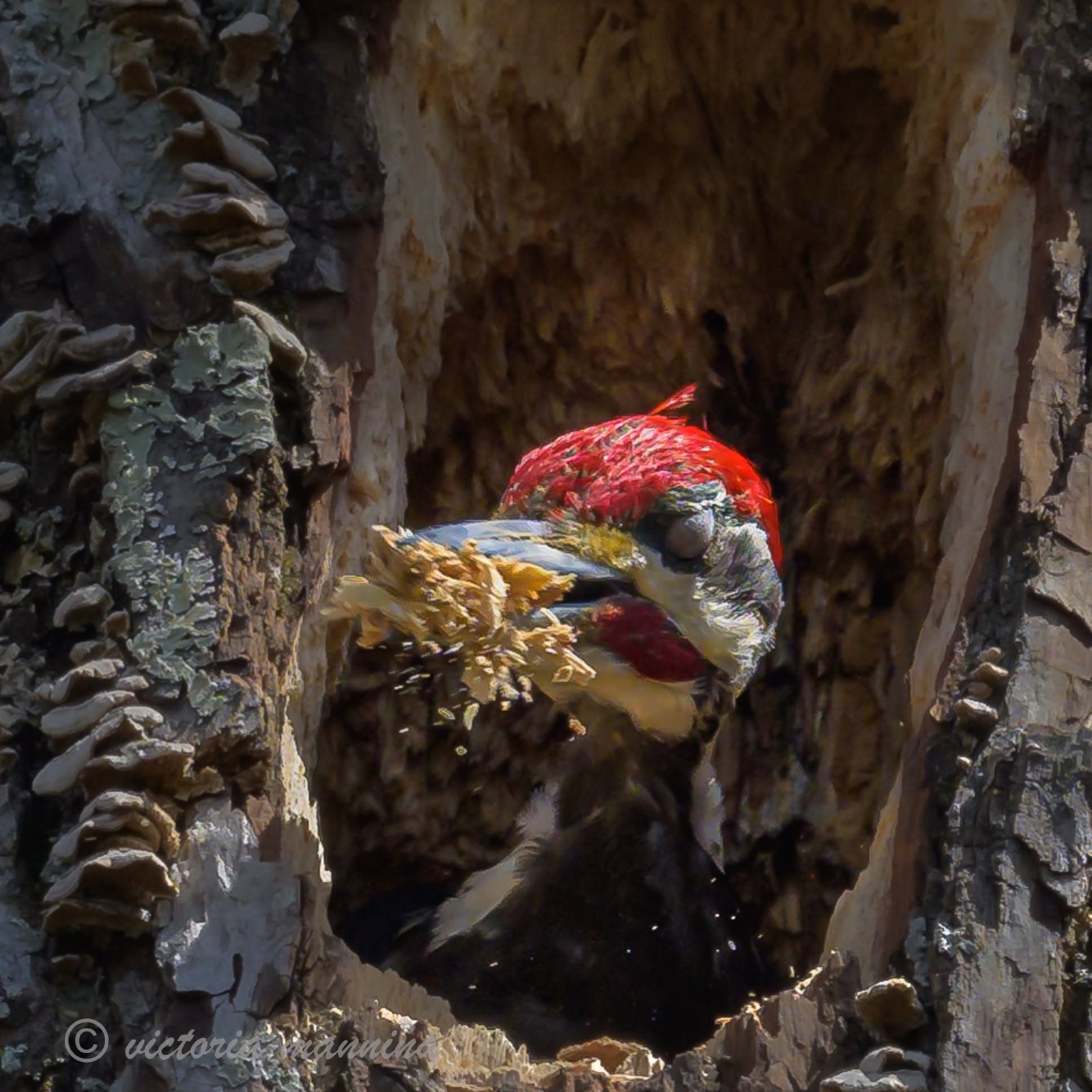 Red-capped woodpecker excavating nest hole, chips flying