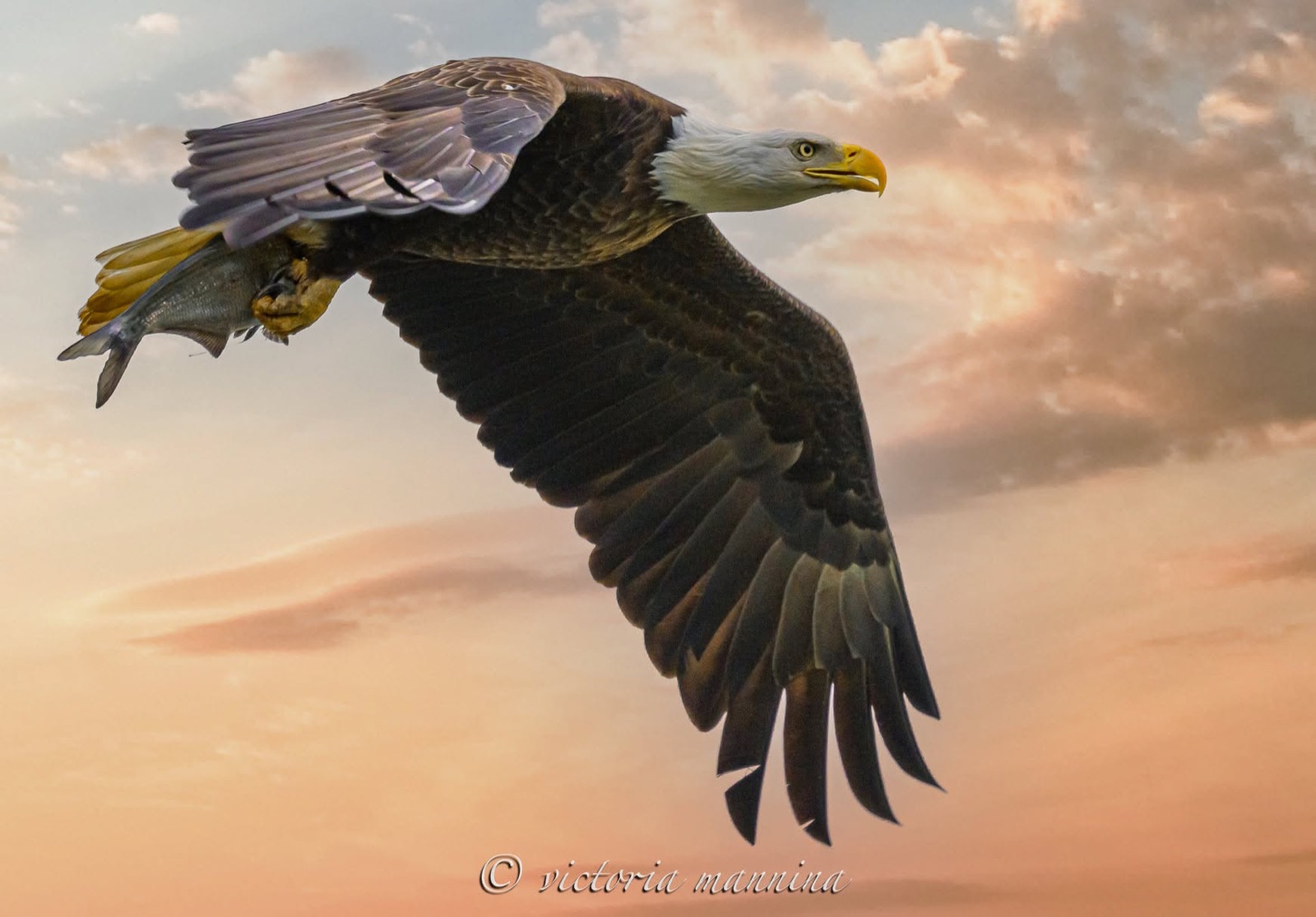 Bald eagle flying with fish at sunset