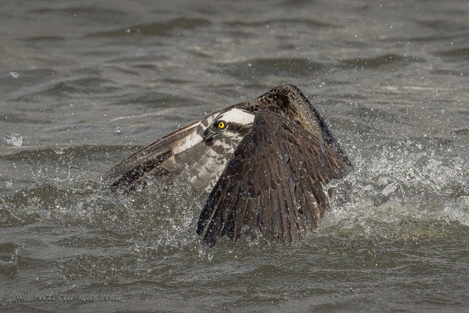Osprey bursting from waves, wings dripping