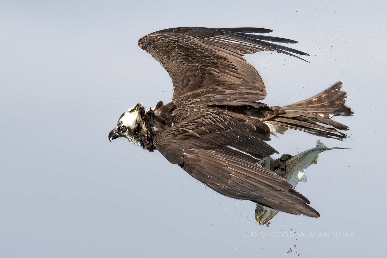 Osprey flying with fish gripped in talons