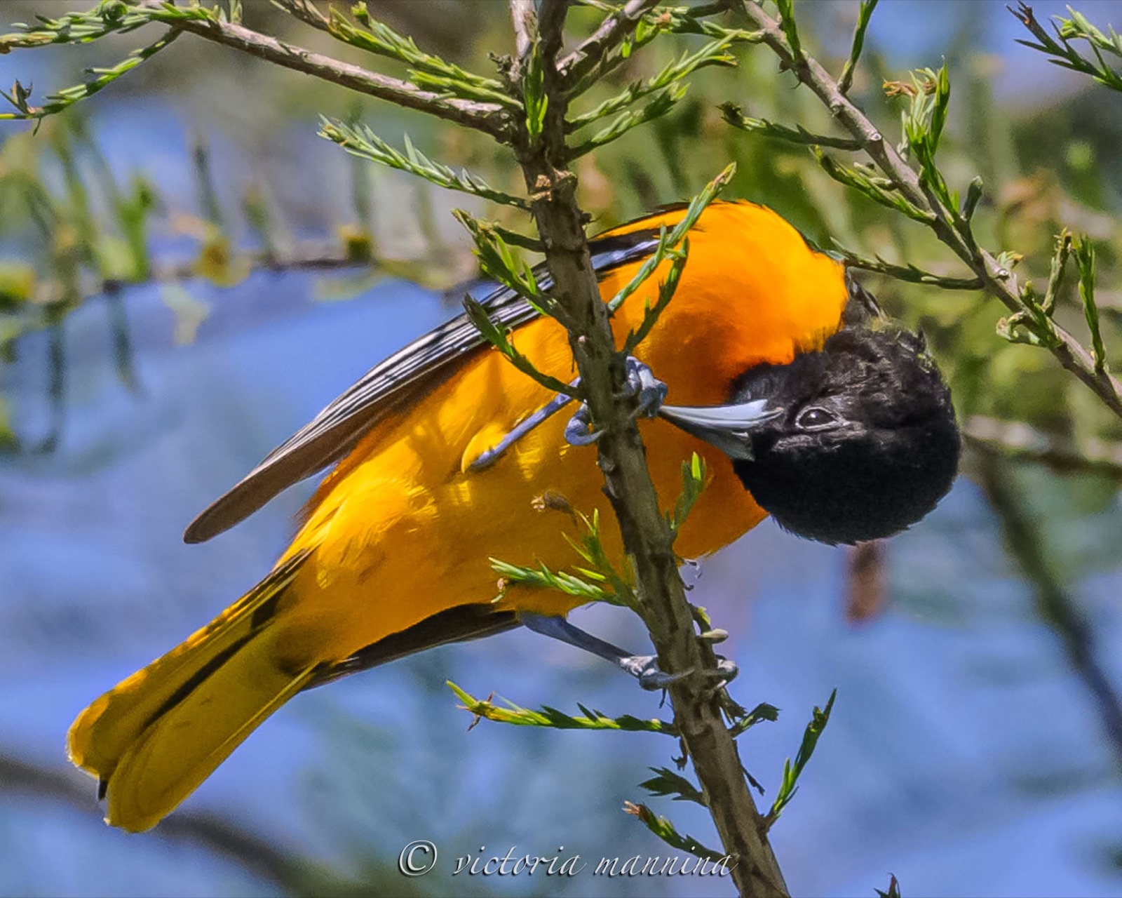 Baltimore oriole clinging upside down to a twig