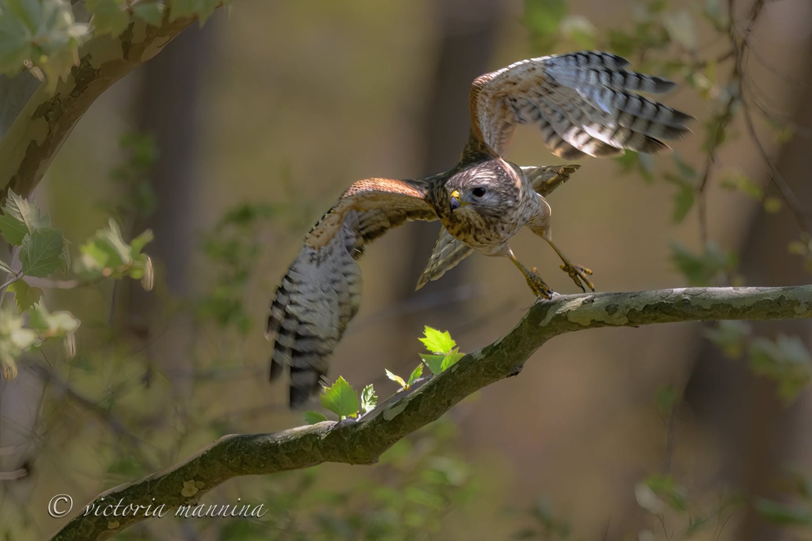 Hawk landing on branch with wings fully spread