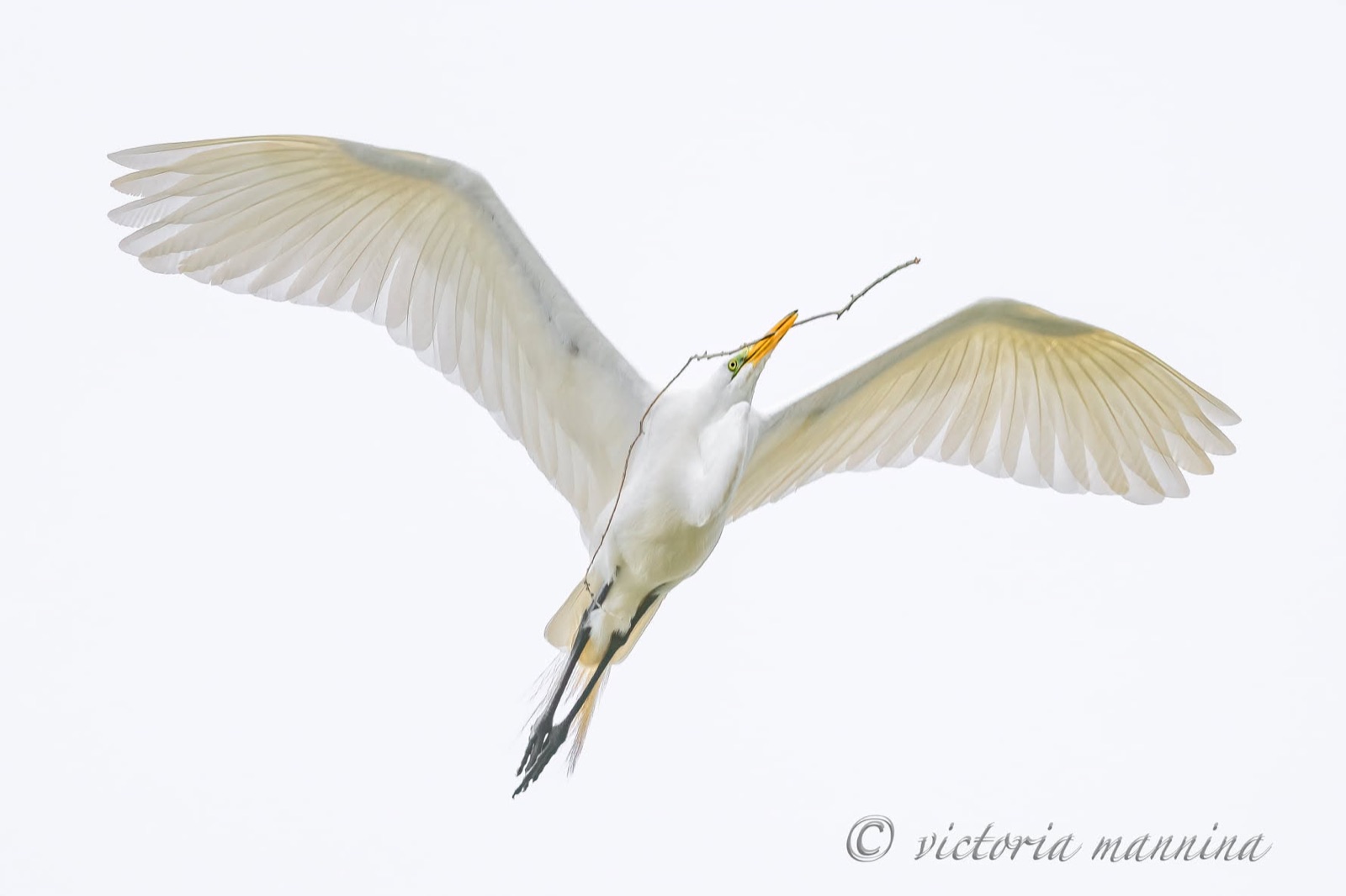 Great egret in flight carrying a nesting twig