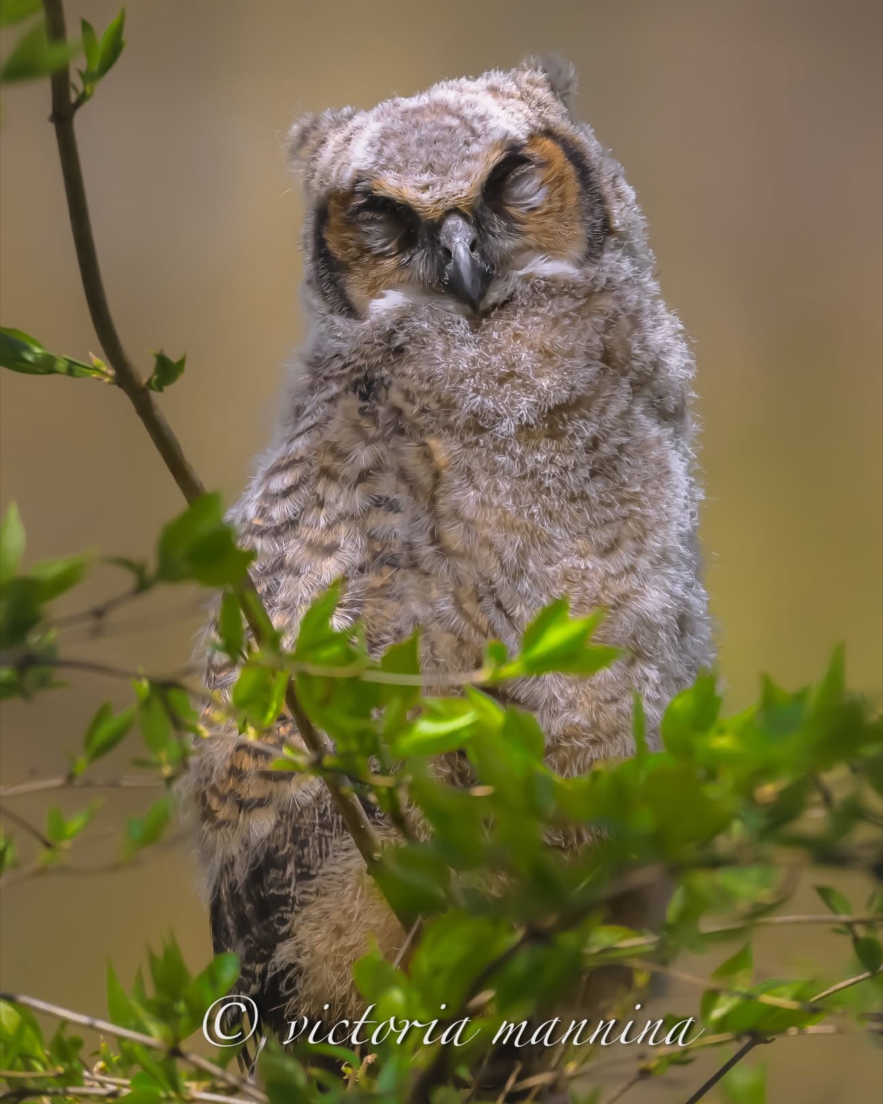 Fluffy great horned owl chick standing among leaves