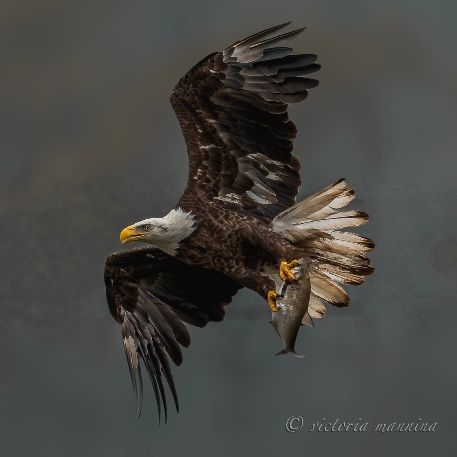 Bald eagle flying while gripping a fish