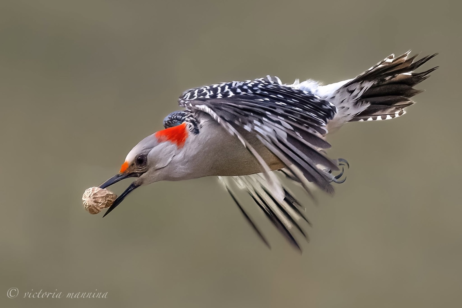 red-bellied woodpecker flying with a nut held in its beak