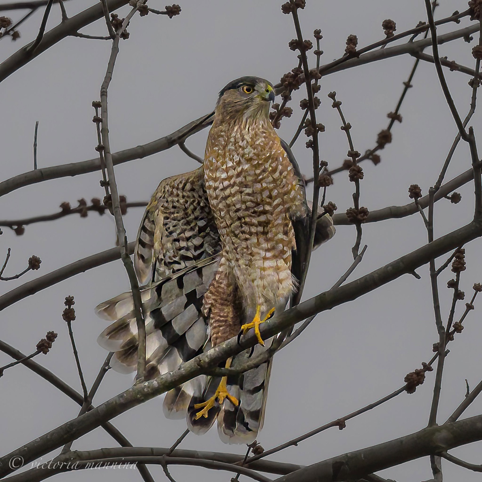 coopers hawk perched among bare branches staring at camera