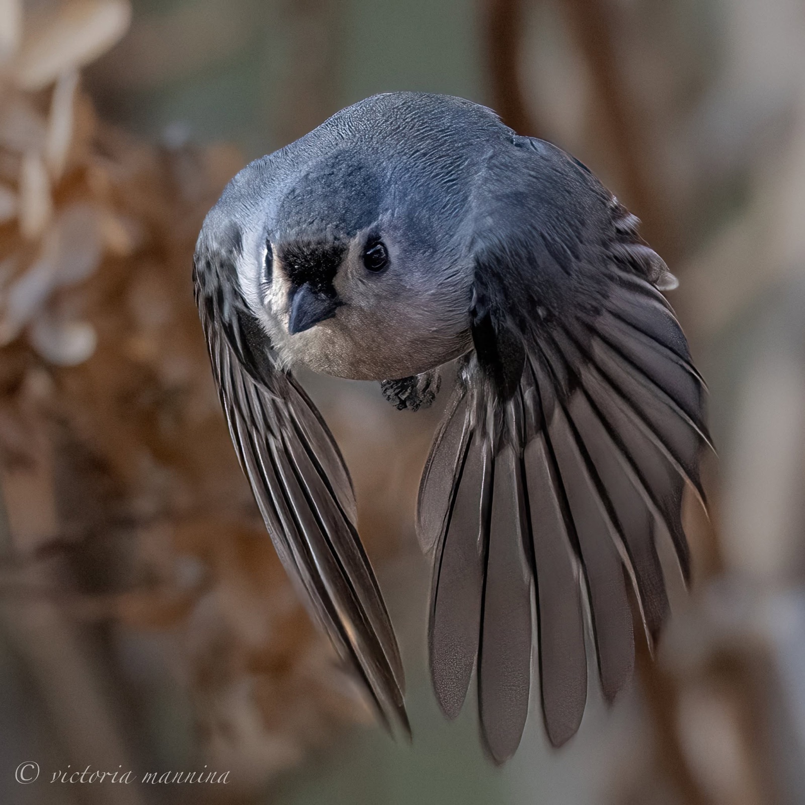 blue jay diving through the air with wings and tail fanned