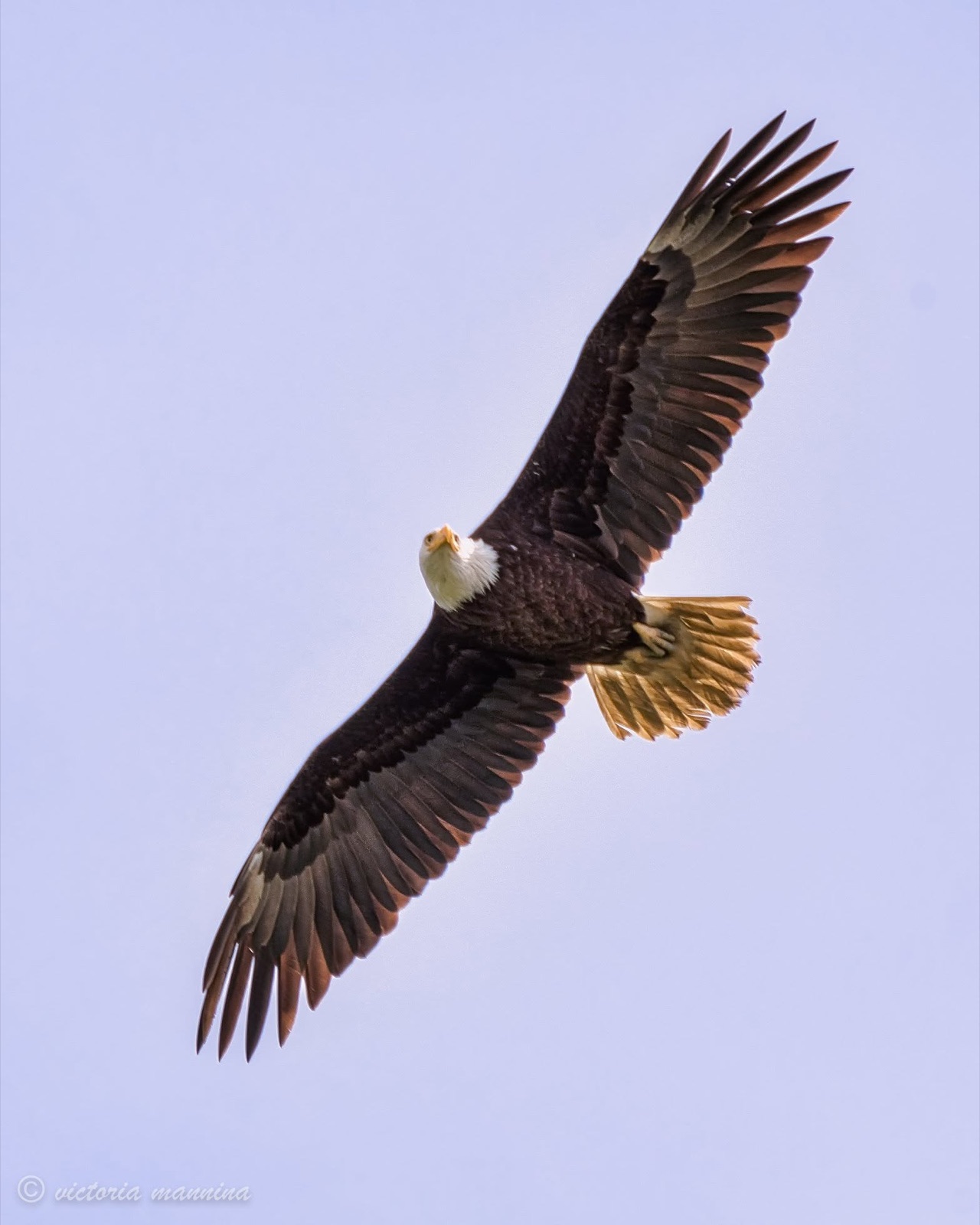 Adult bald eagle in flight against blue sky, looking up