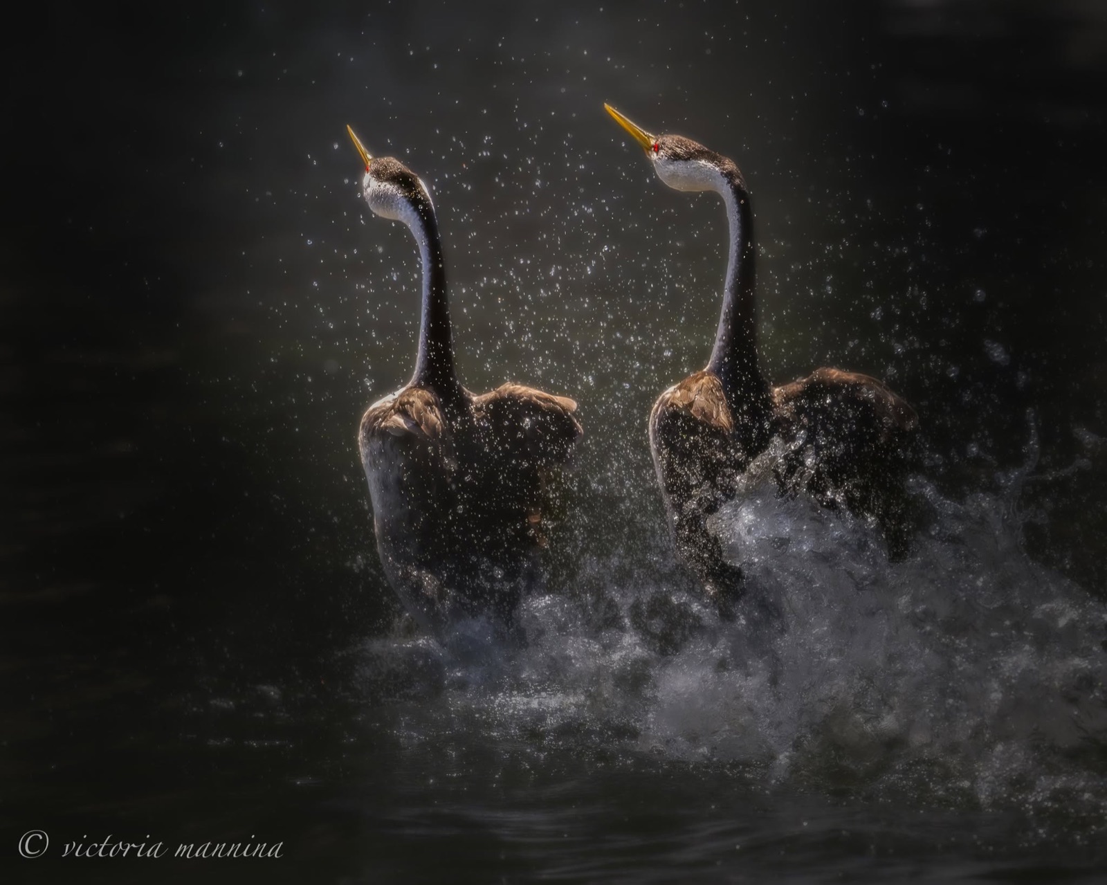 two western grebes rushing across water together