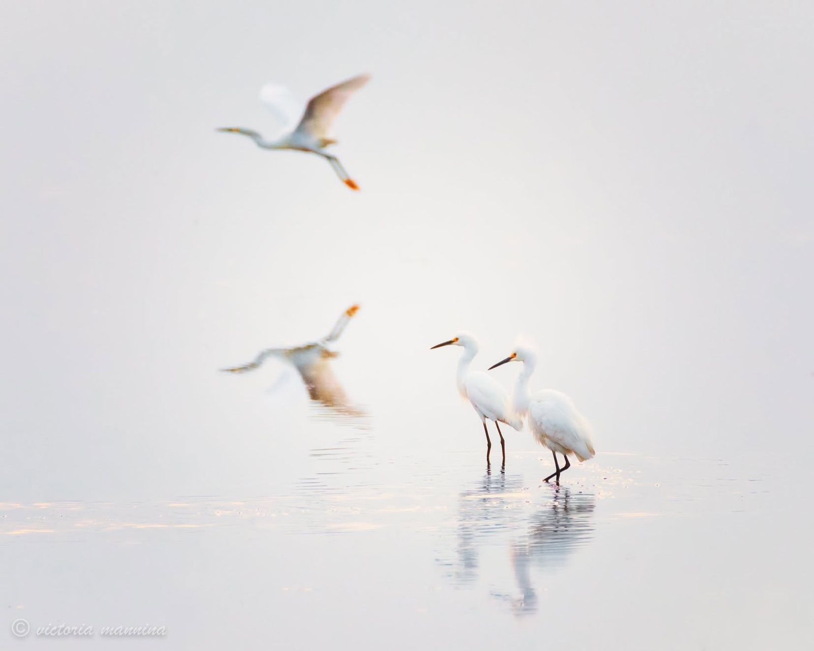 snowy egrets wading and flying over misty water