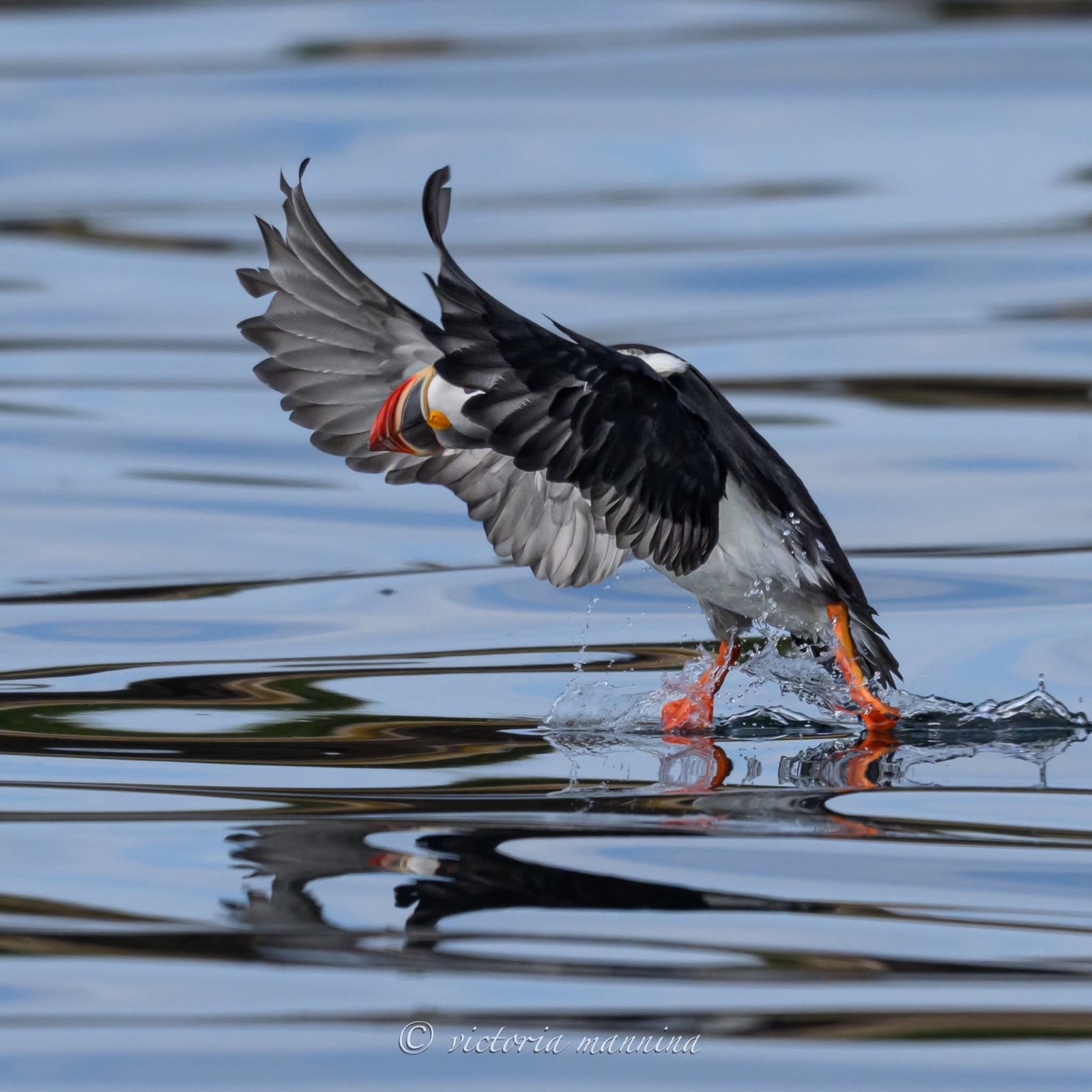 tufted puffin skimming and landing on water