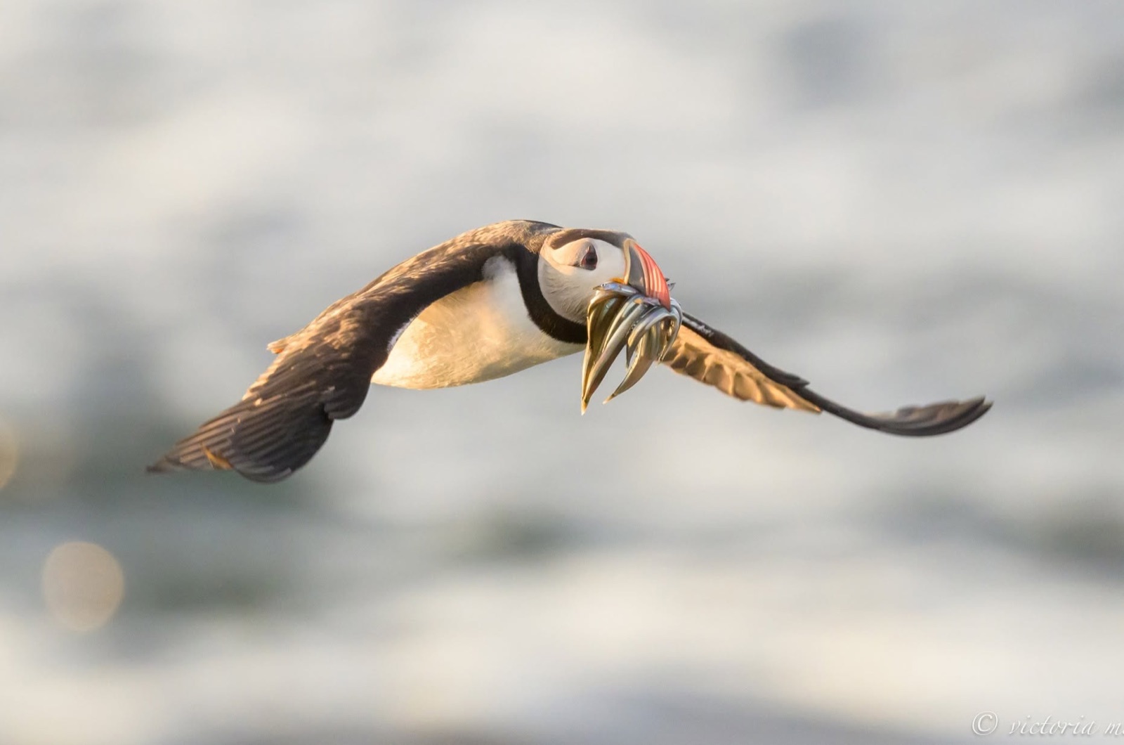 Puffin flying with fish in its beak