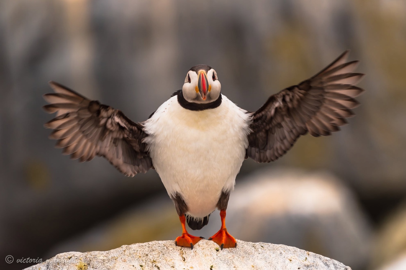 Puffin facing camera with wings fully spread on a rock