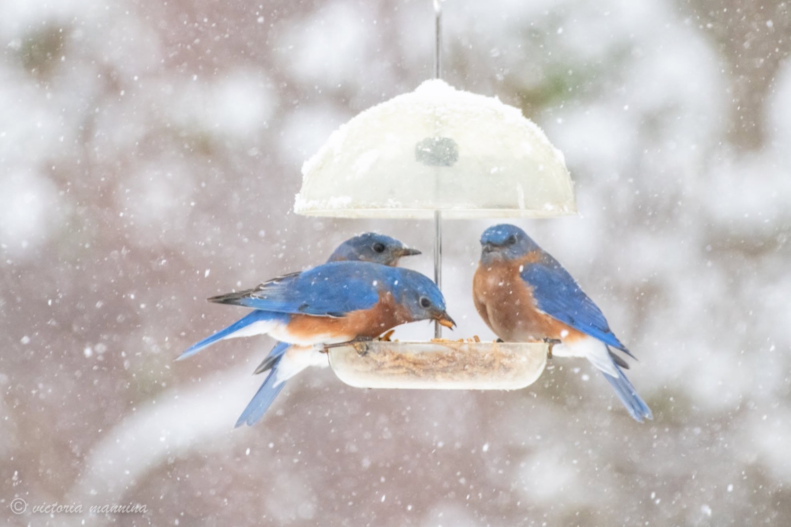 Three eastern bluebirds perched together at a snowy feeder