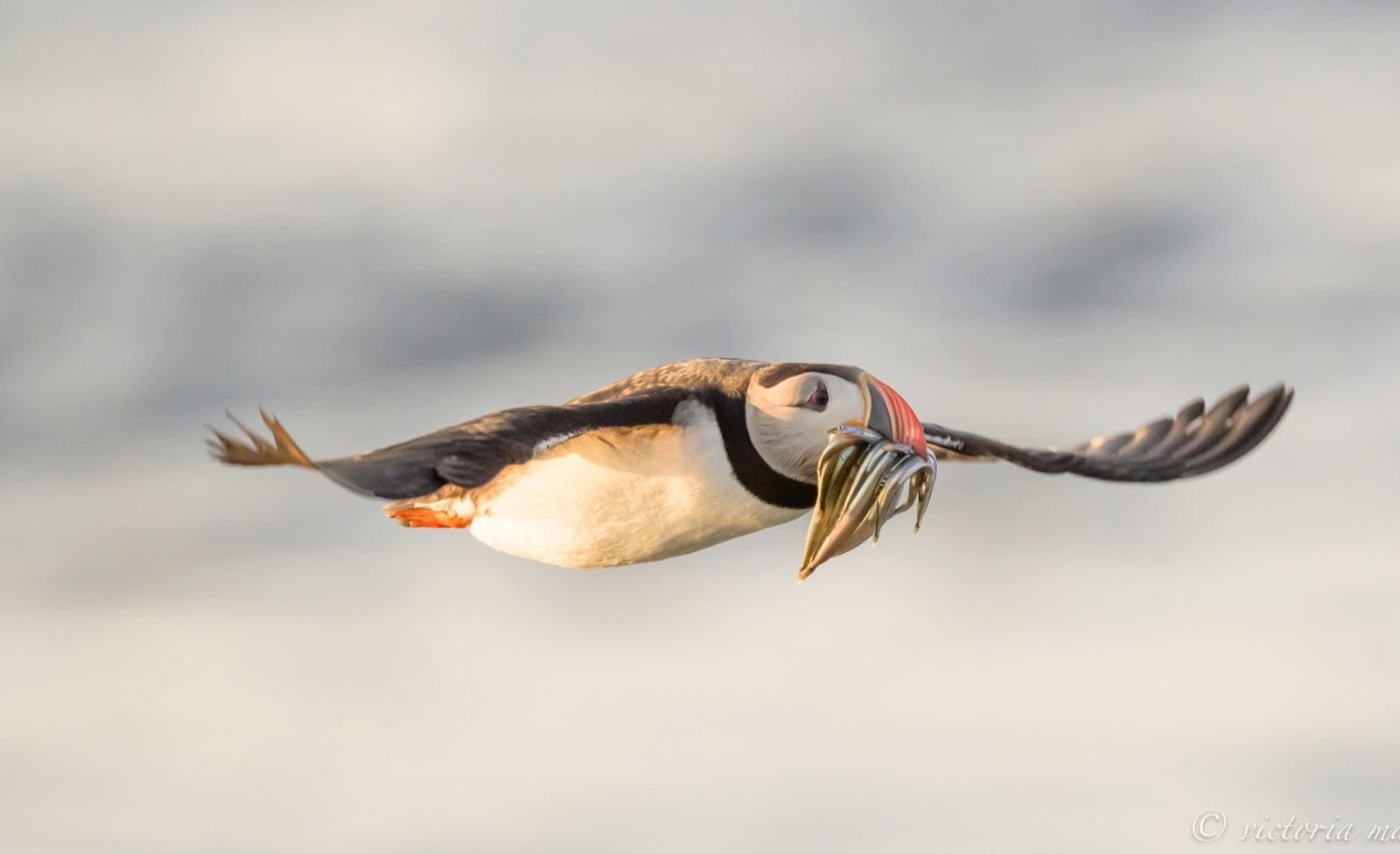 Puffin flying with fish in beak, warm golden light