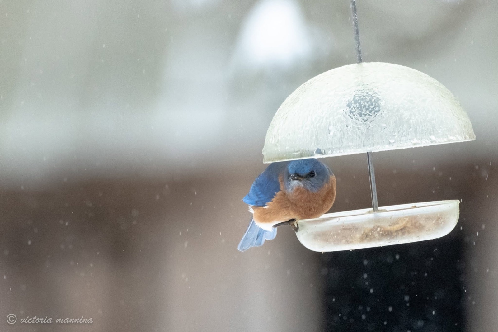 Eastern bluebird perched at snowy bird feeder
