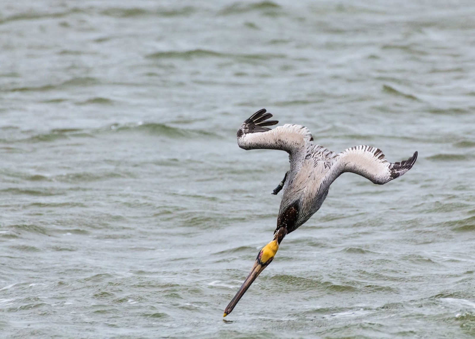 Brown pelican diving headfirst toward the water