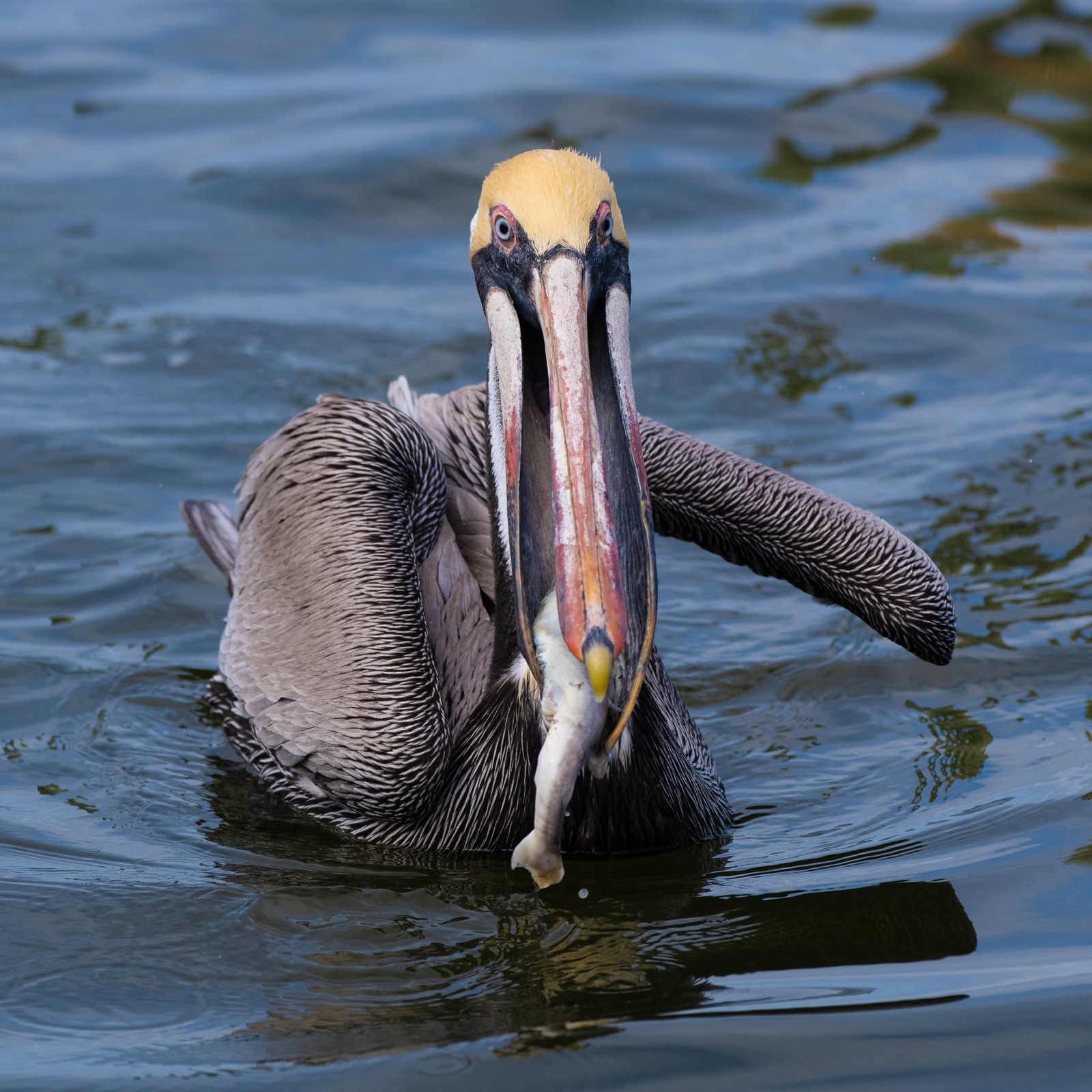 Brown pelican on water holding a fish in its bill