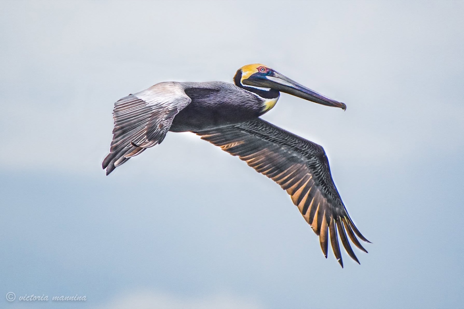 Brown pelican in flight against plain sky background