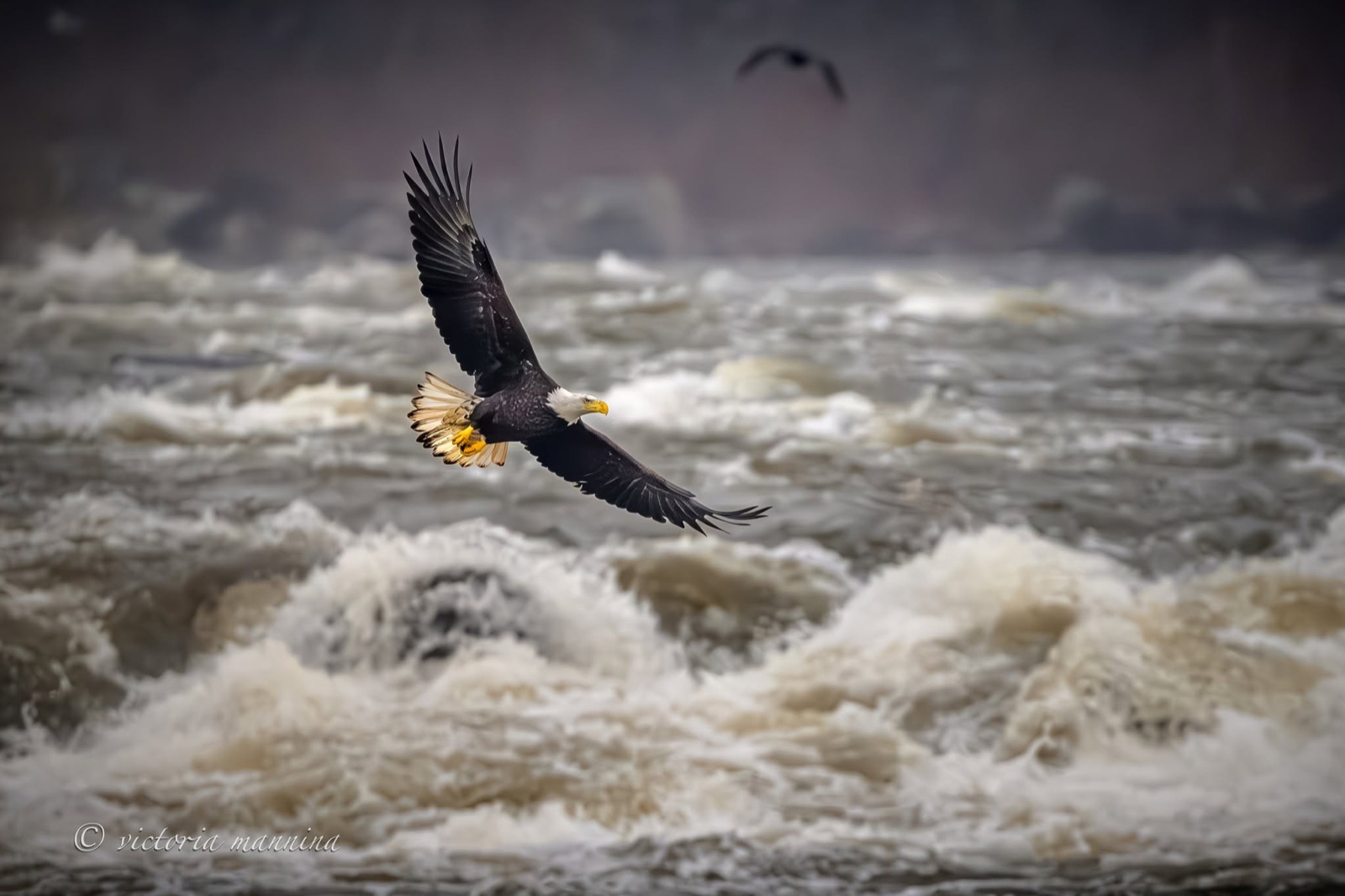 Bald eagle flying over churning whitewater rapids