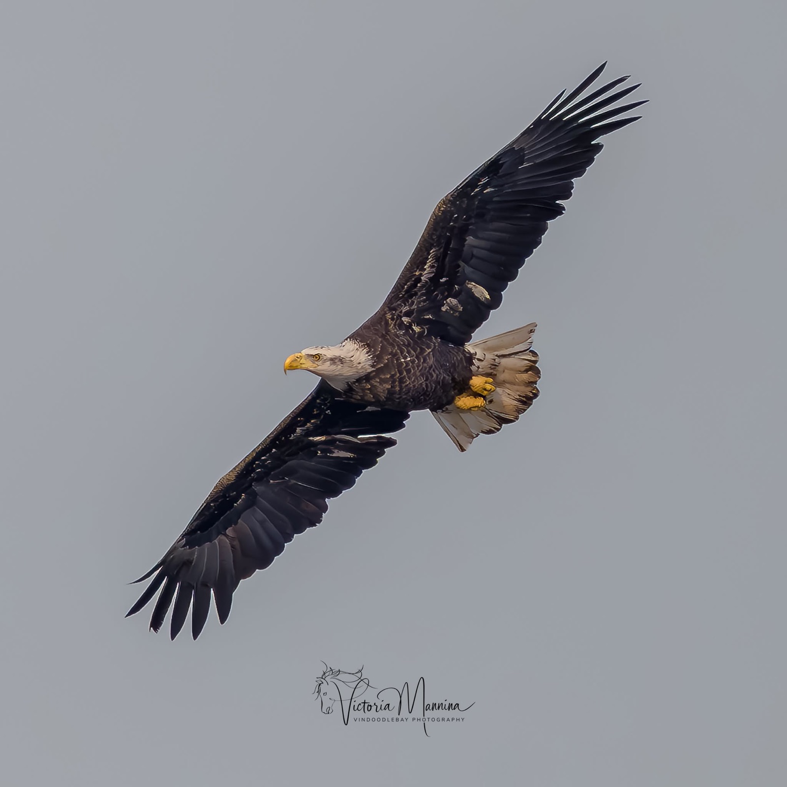 Bald eagle flying overhead, wings fully spread