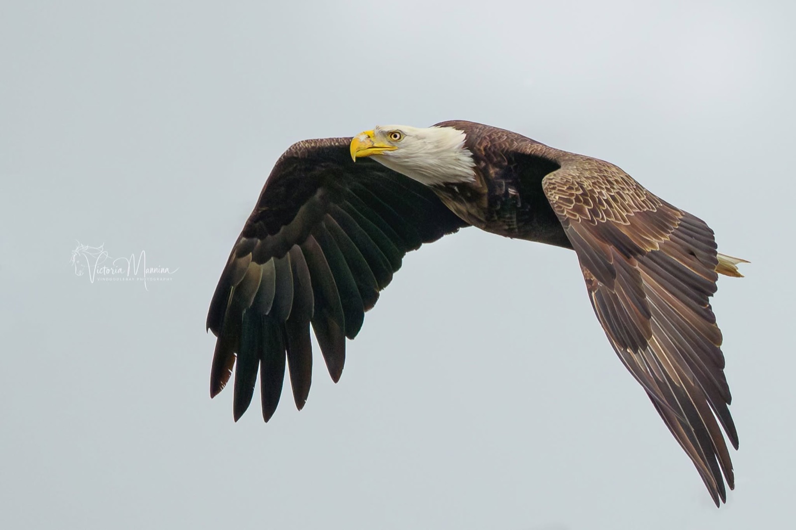 Bald eagle in flight with wing sweeping downward