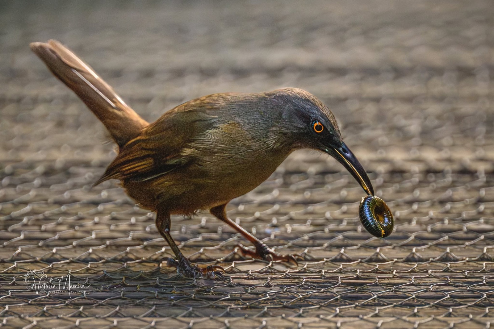 Long-billed brown bird holding a millipede