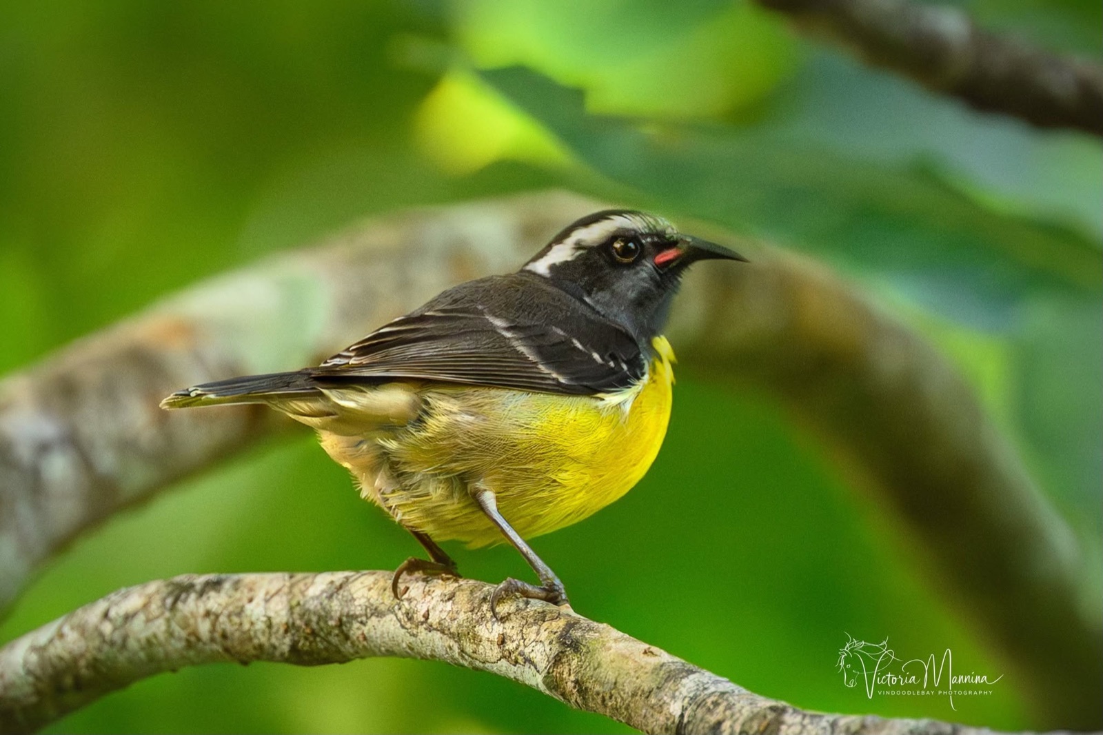 Black, white and yellow bananaquit perched on a branch