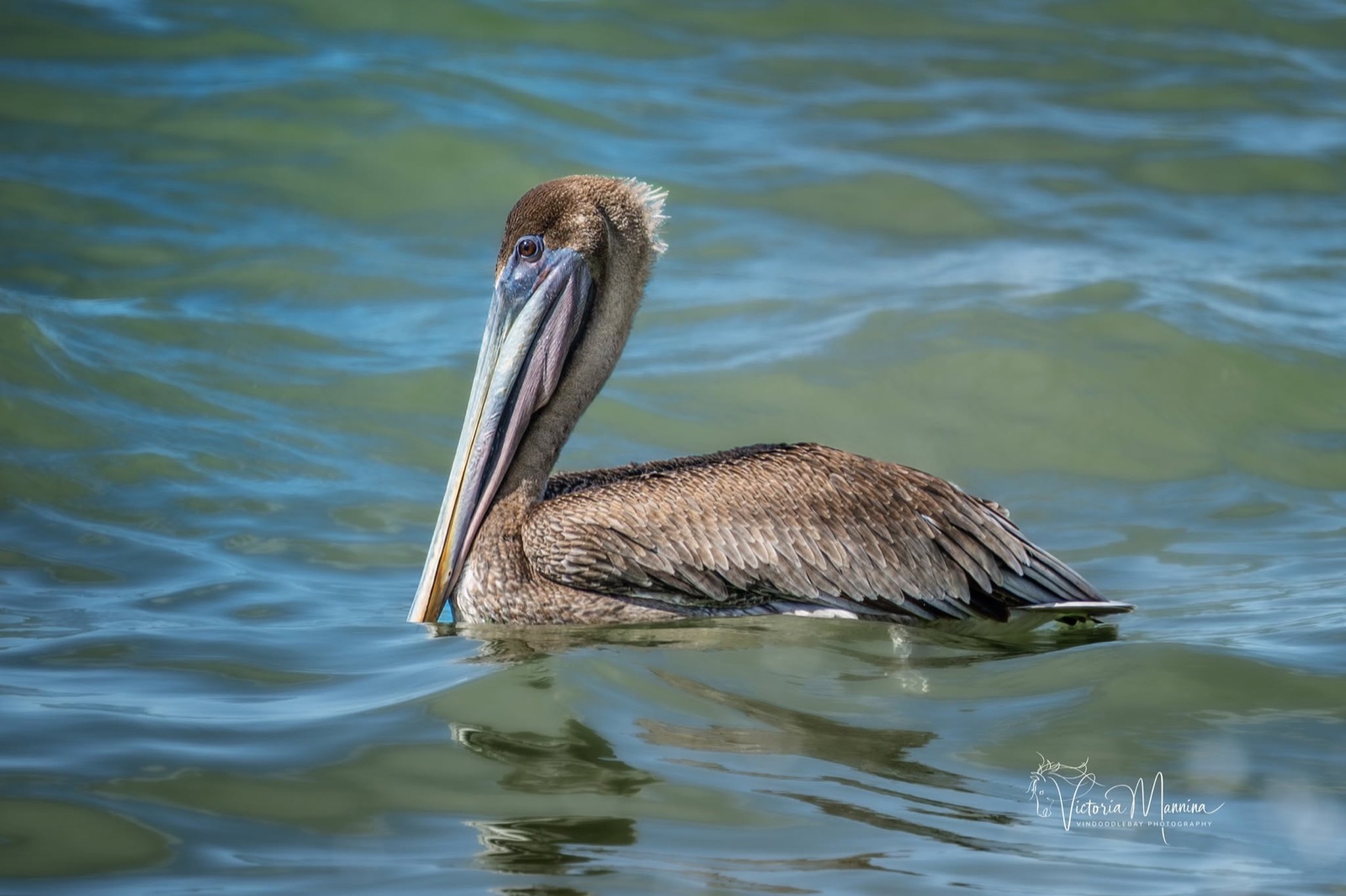 Brown pelican swimming on calm blue-green water