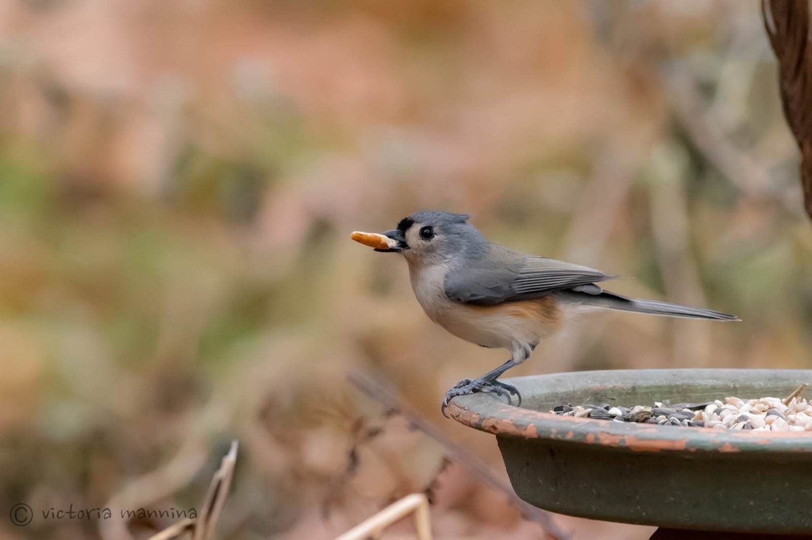 Tufted titmouse perched on feeder holding a seed