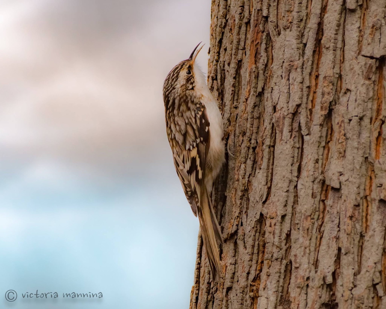 Brown creeper climbing straight up a tree trunk