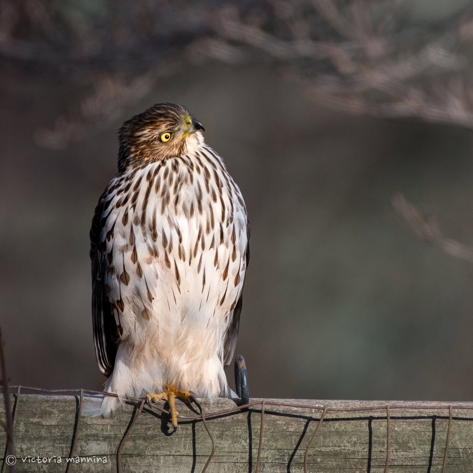 Young hawk perched on wire fence, looking back