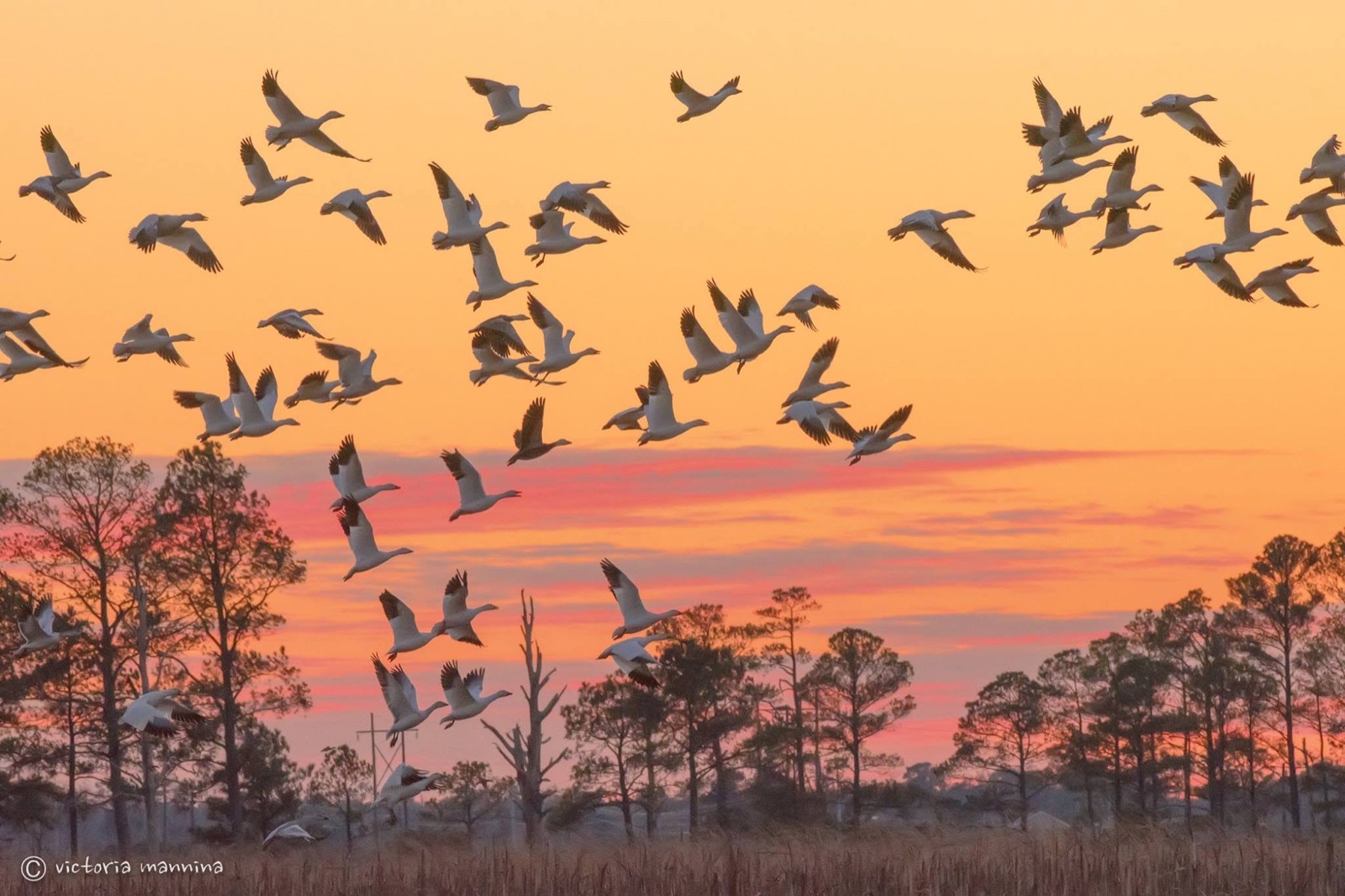 Large flock of snow geese flying over trees at dusk