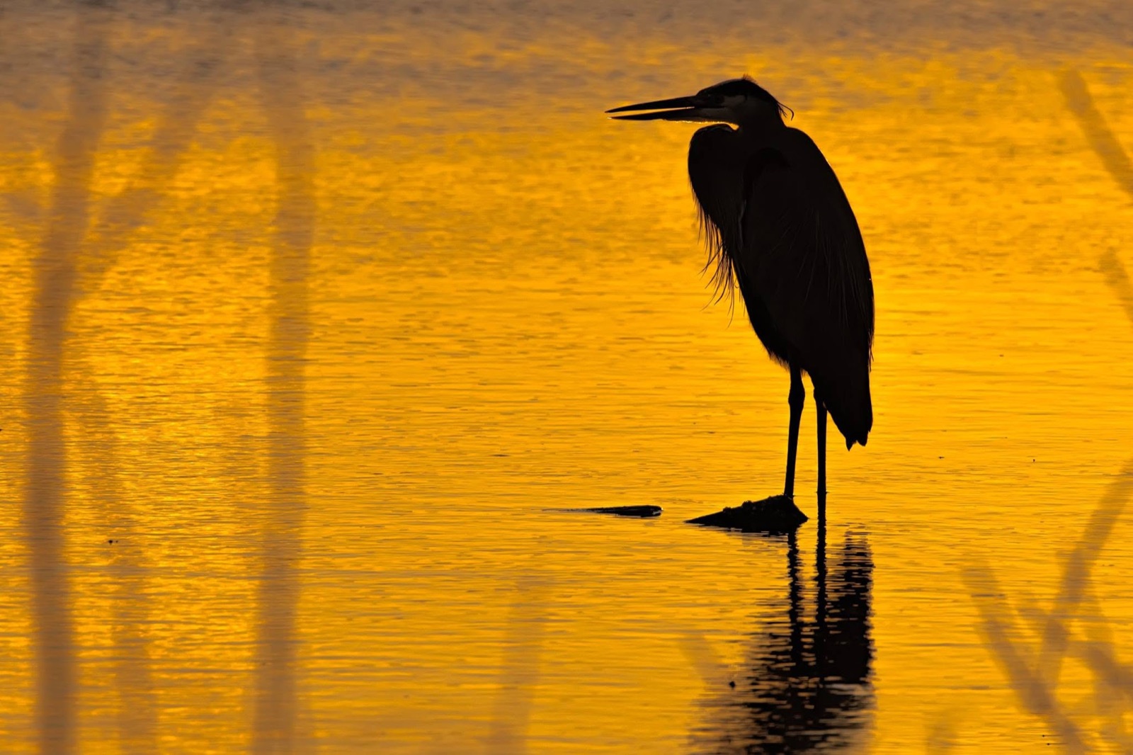 Great blue heron silhouette standing in golden water