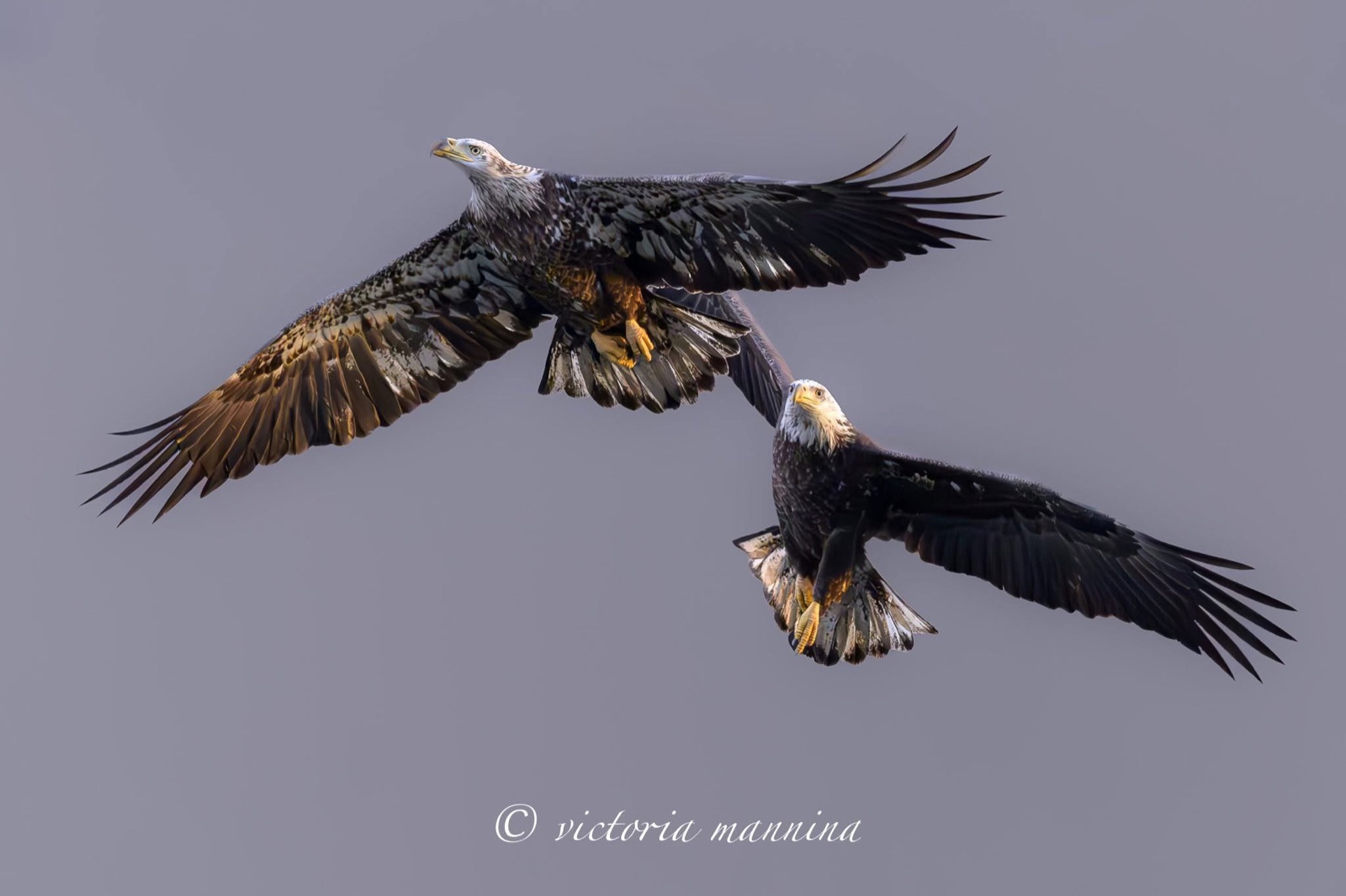 two bald eagles flying, talons extended, mid-air