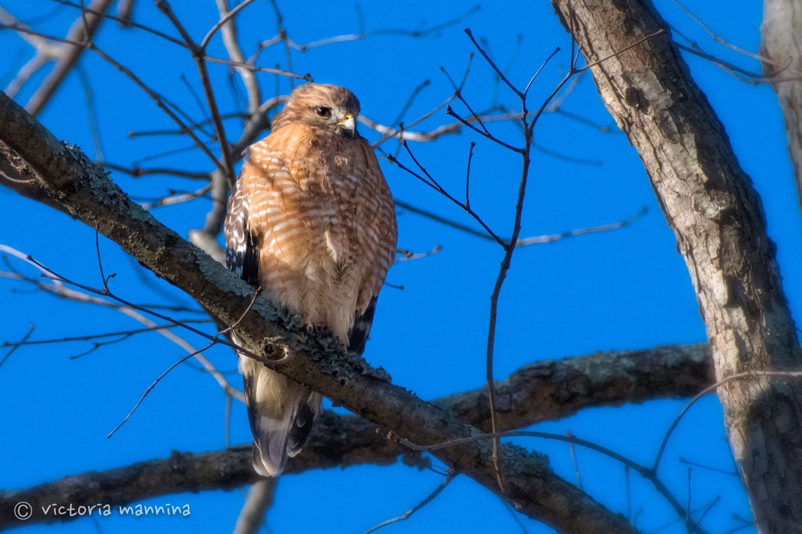 red-shouldered hawk perched on bare branch