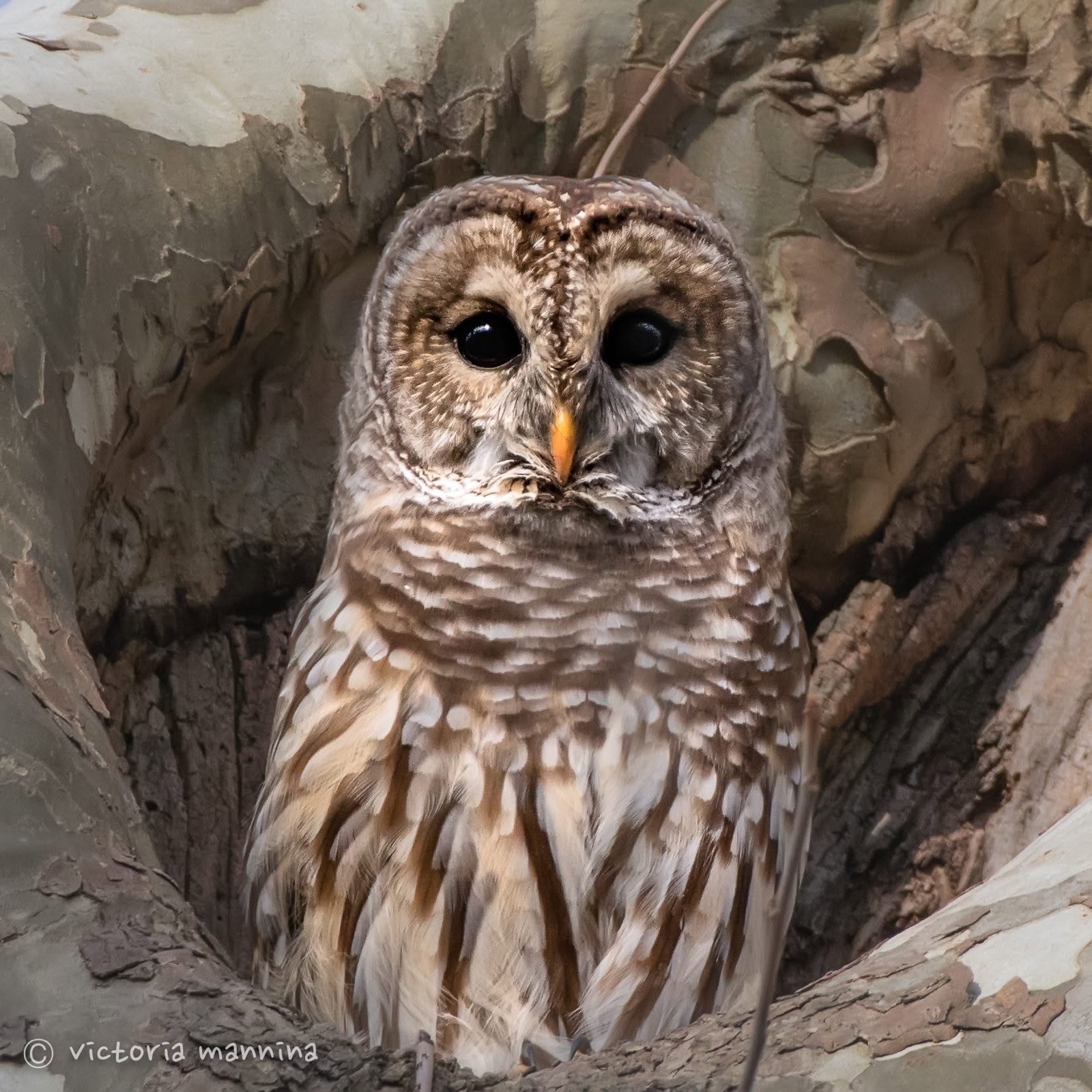 barred owl camouflaged in tree hollow, facing camera