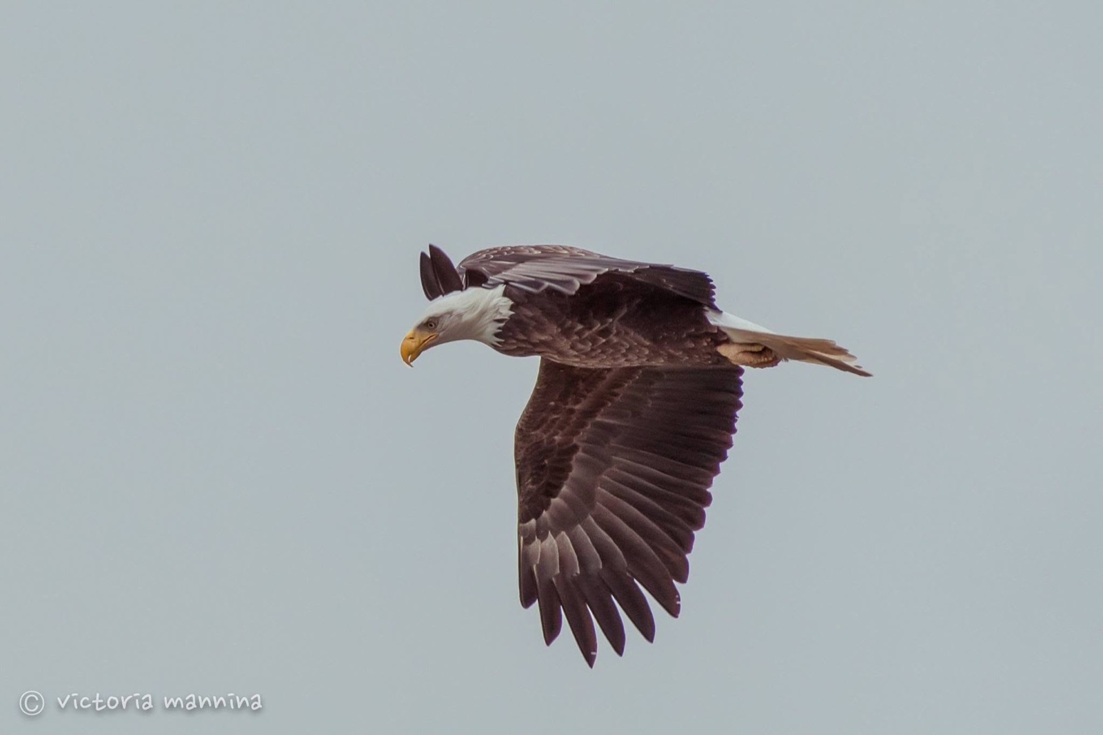 Bald eagle flying against overcast grey sky
